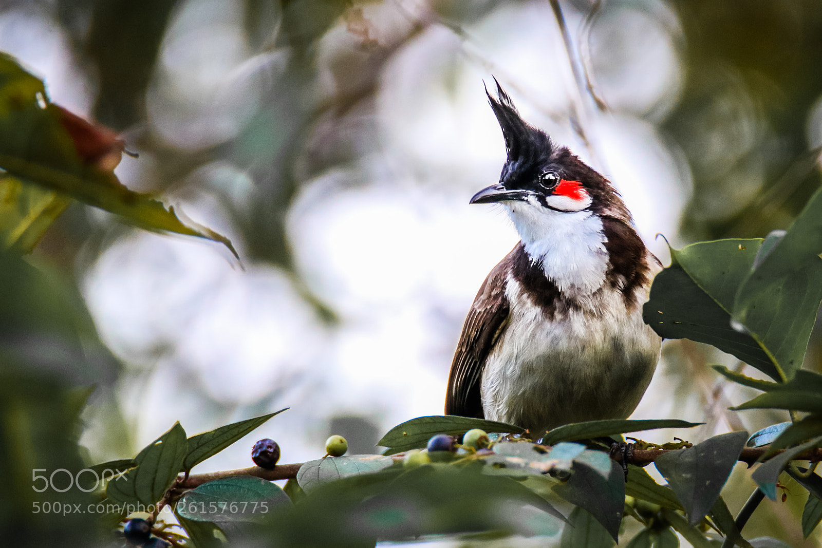 Canon EOS 7D Mark II sample photo. Red whiskered bulbul photography