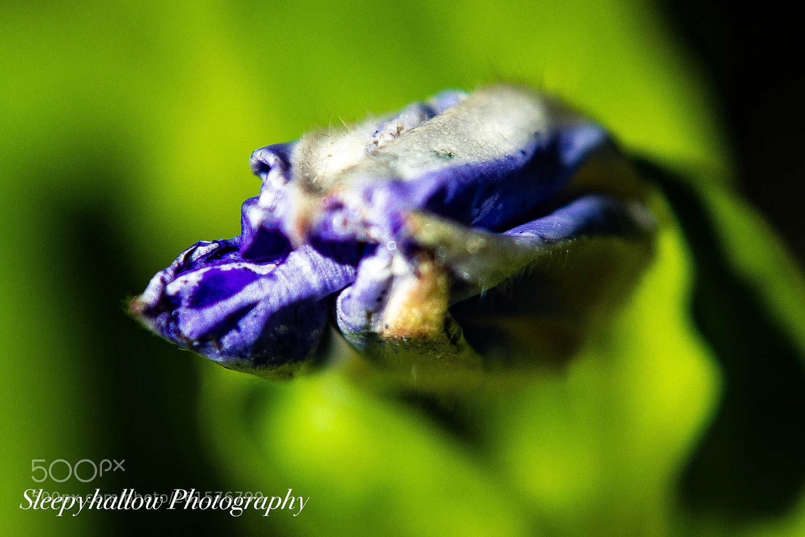 Canon EOS 1300D (EOS Rebel T6 / EOS Kiss X80) sample photo. Ready to bloom photography