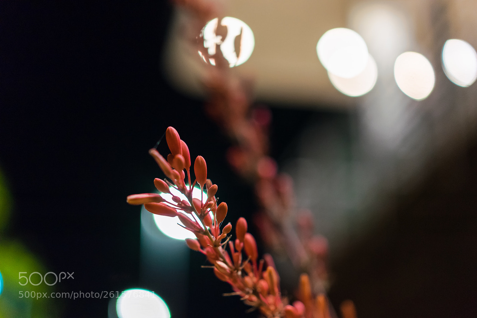 Sony a7 II sample photo. Red photography