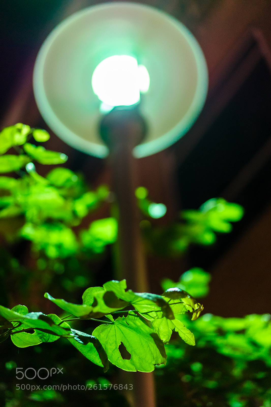 Sony a7 II sample photo. Green photography