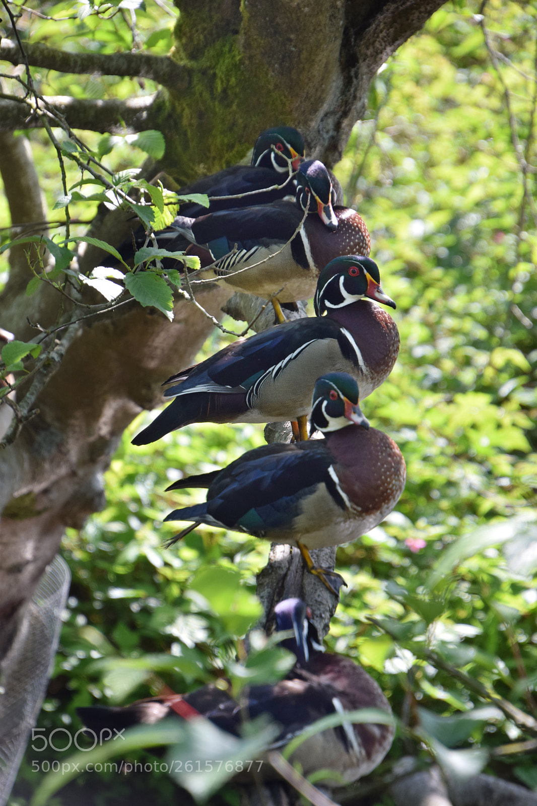 Nikon D5300 sample photo. Wood duck photography