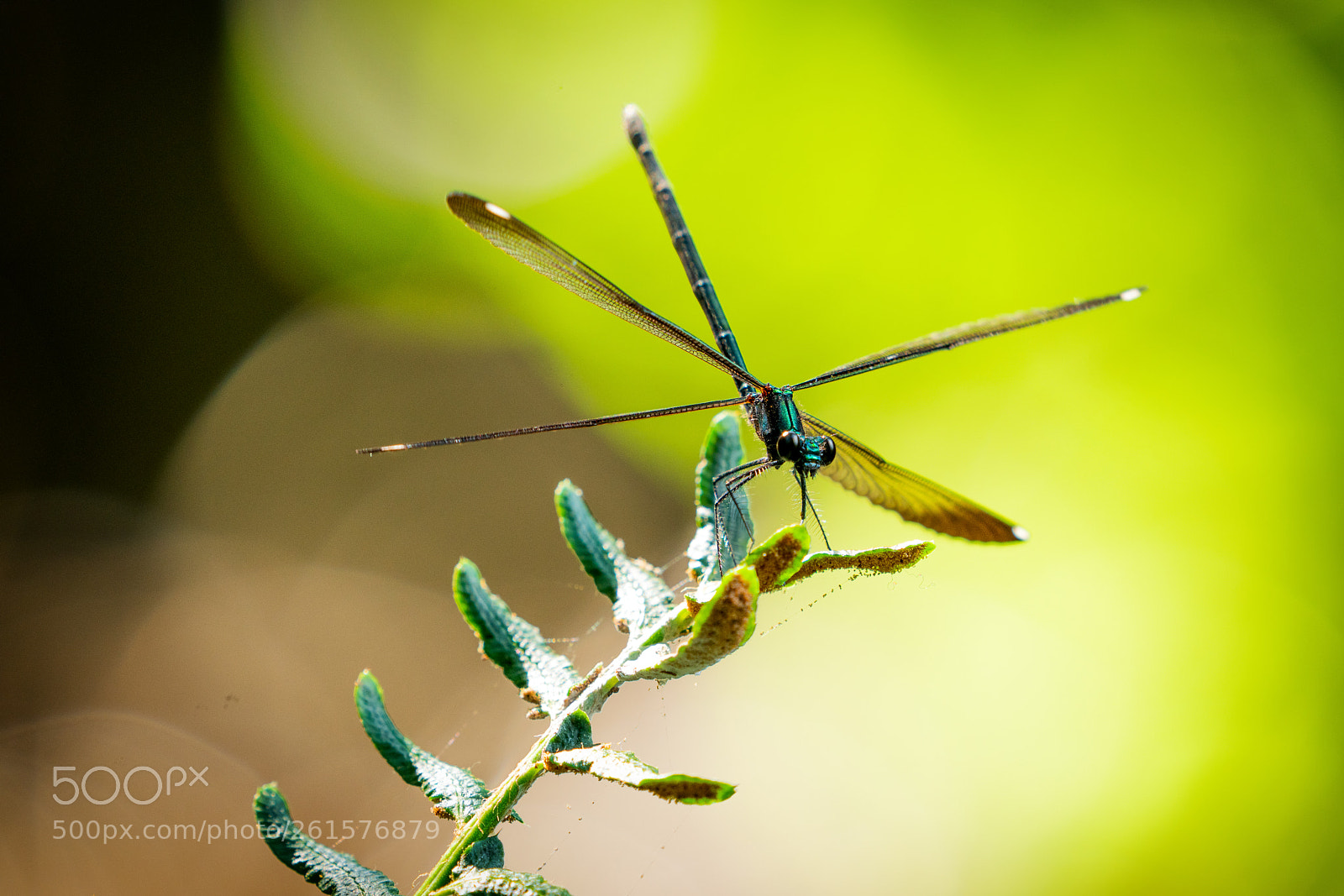 Sony a7R III sample photo. Dragonfly photography