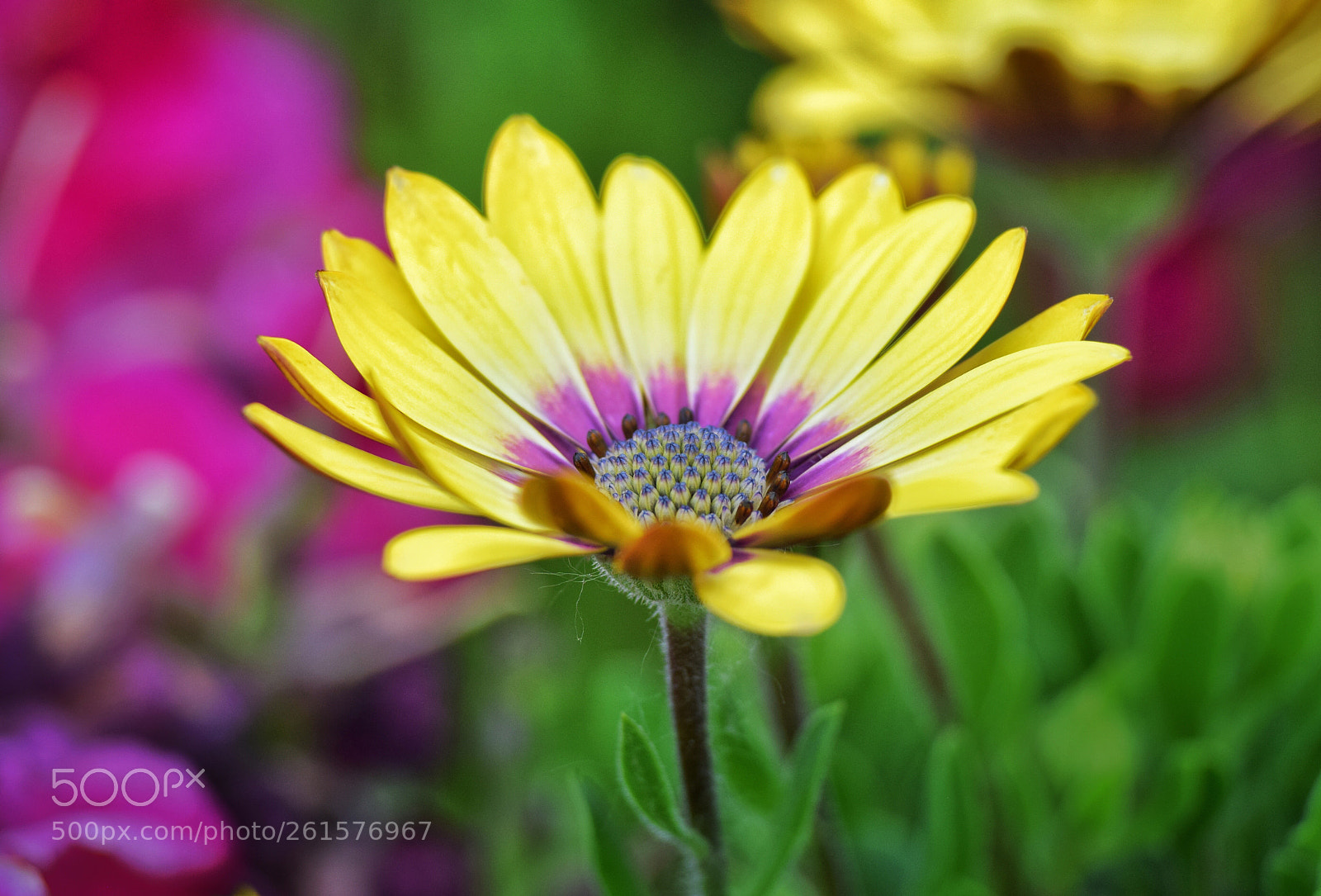 Nikon D3300 sample photo. Flower photography