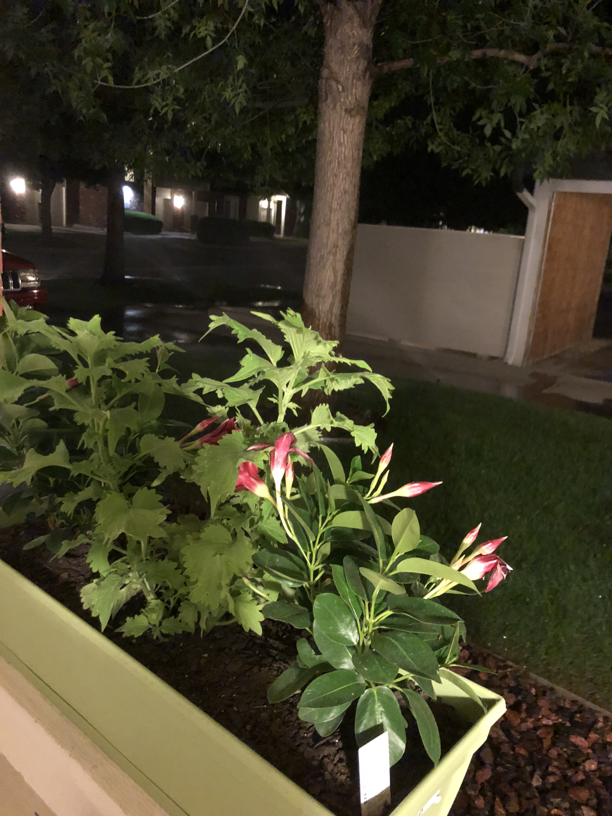 Apple iPhone 8 sample photo. The warmth eve trap your senses! photography