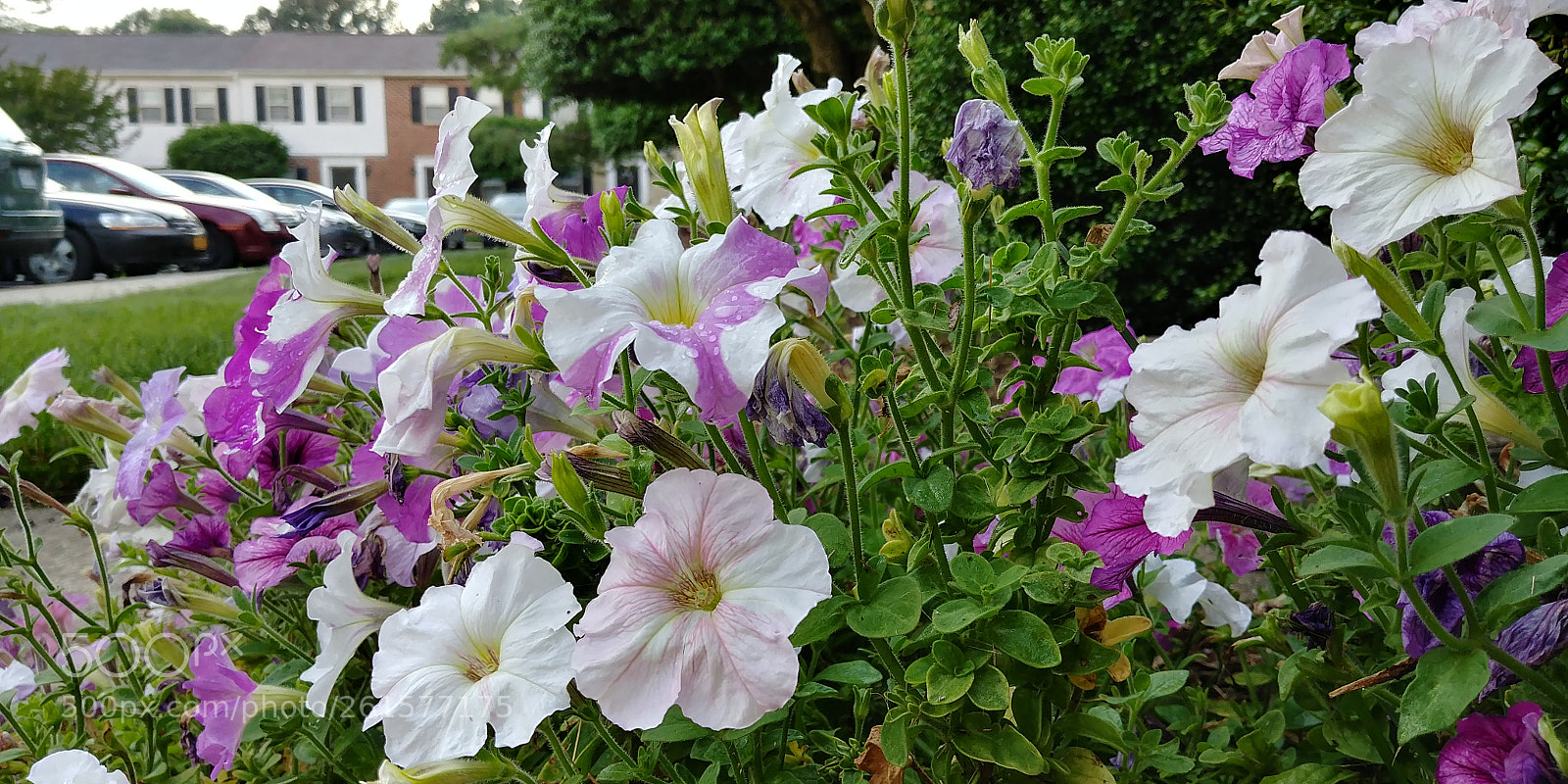 LG G6 sample photo. Flowers photography