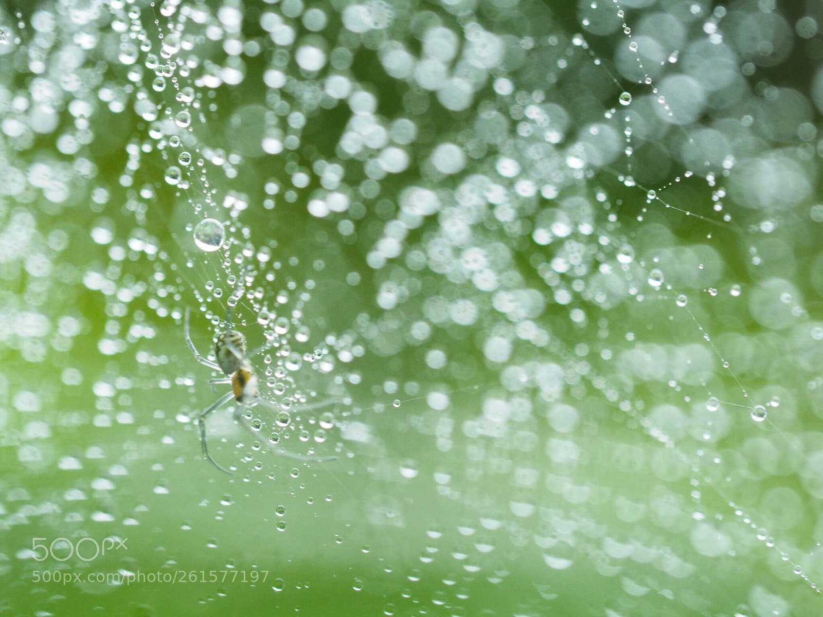 Olympus OM-D E-M1 sample photo. Spider  photography
