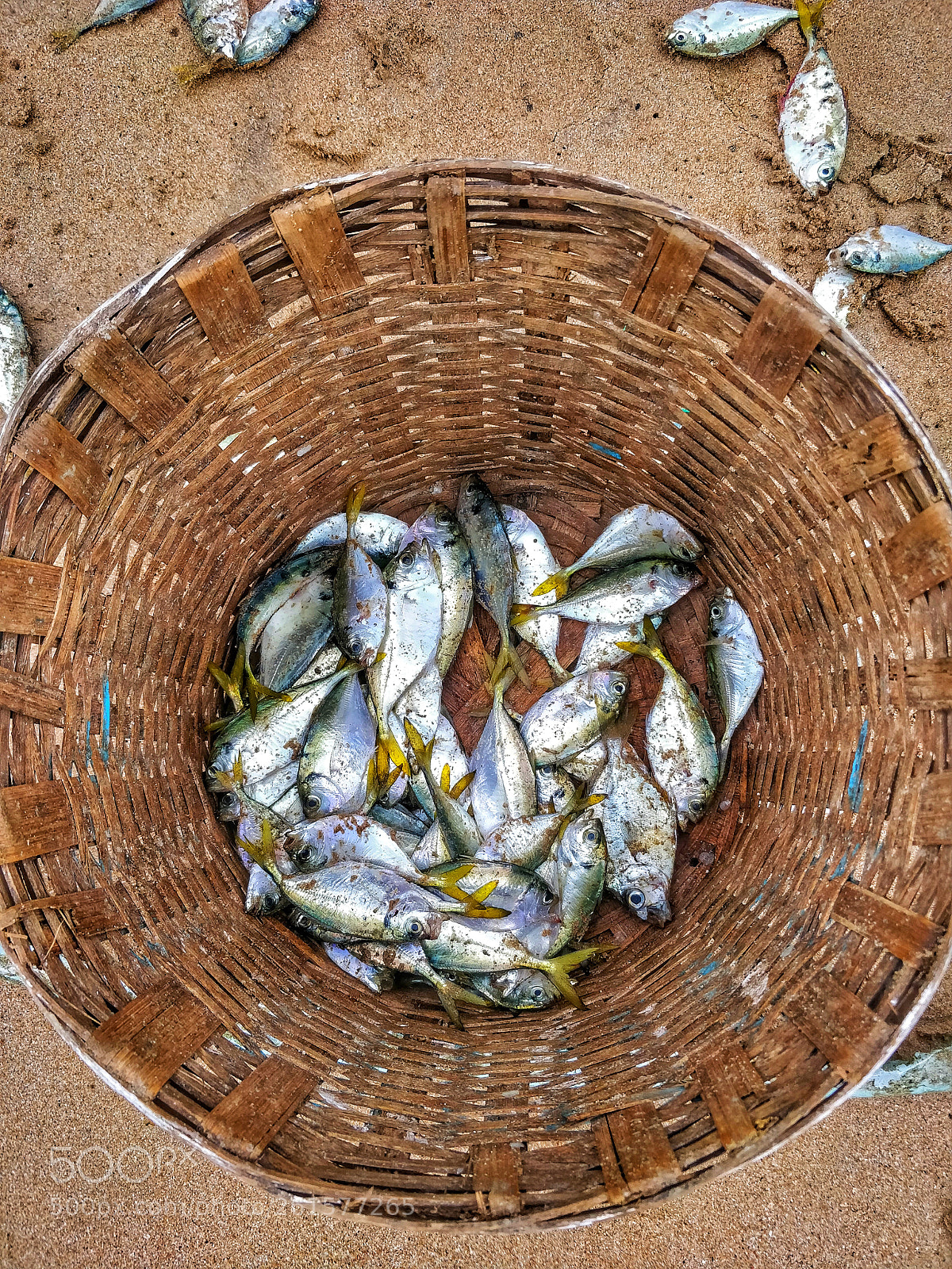OnePlus 5 sample photo. Fish photography