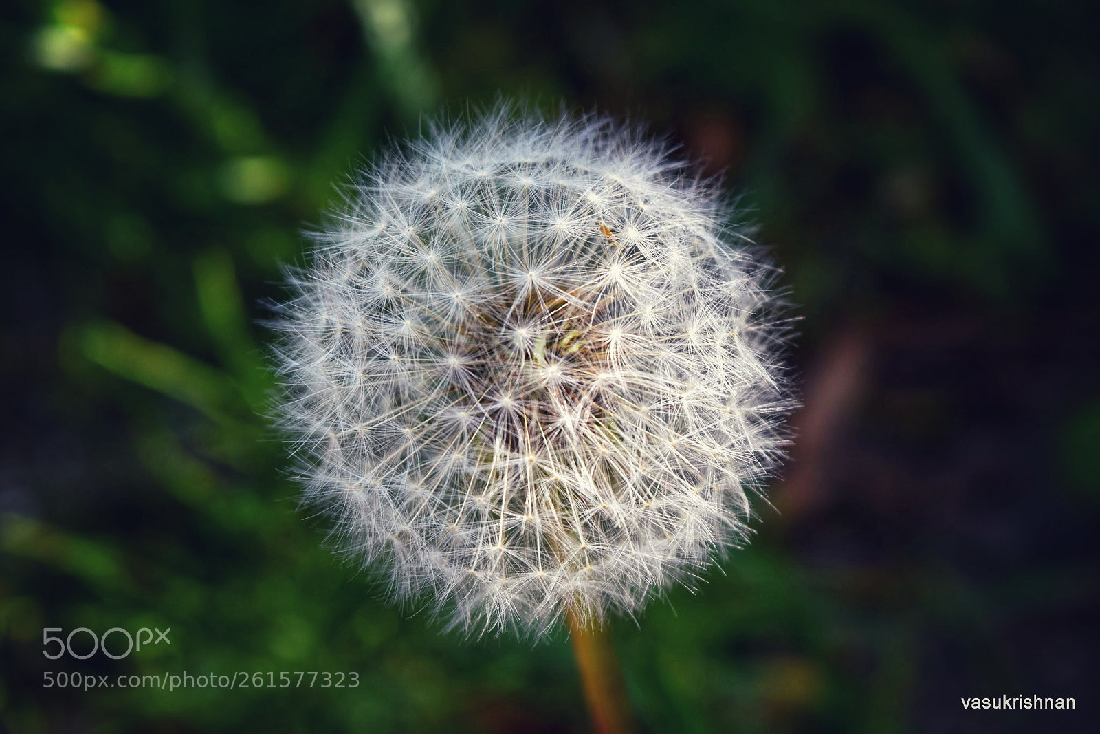 Nikon D3300 sample photo. Splendid dandelion photography