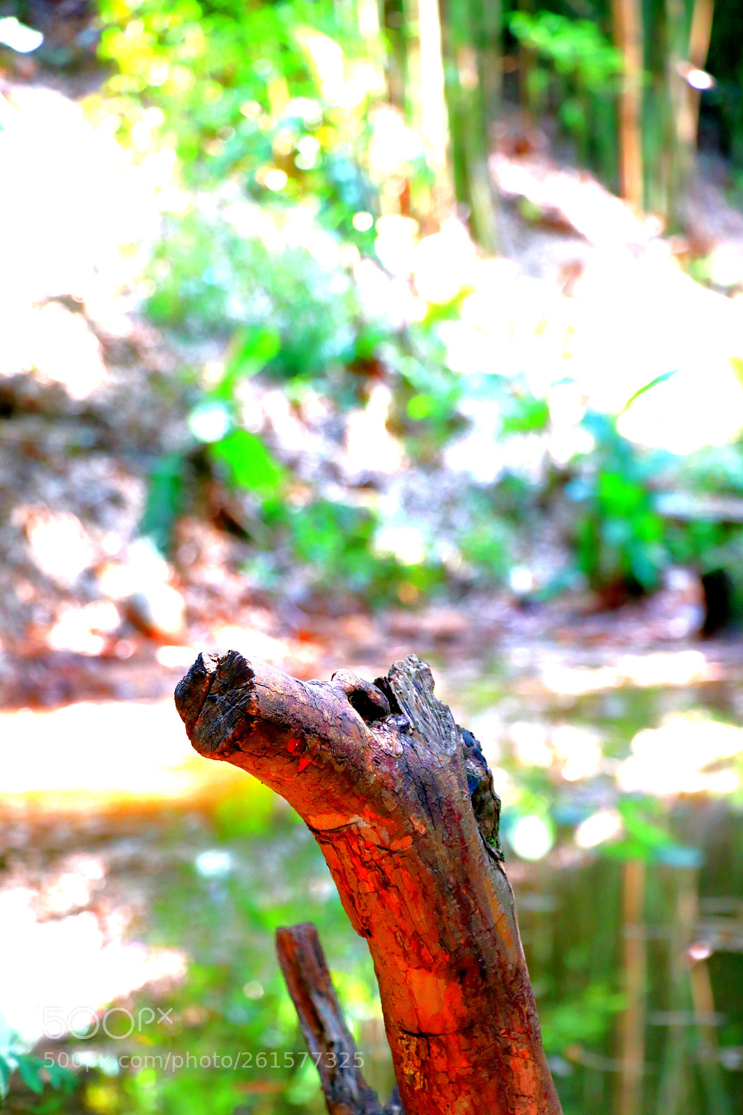 Canon EOS 80D sample photo. Fire dragon photography