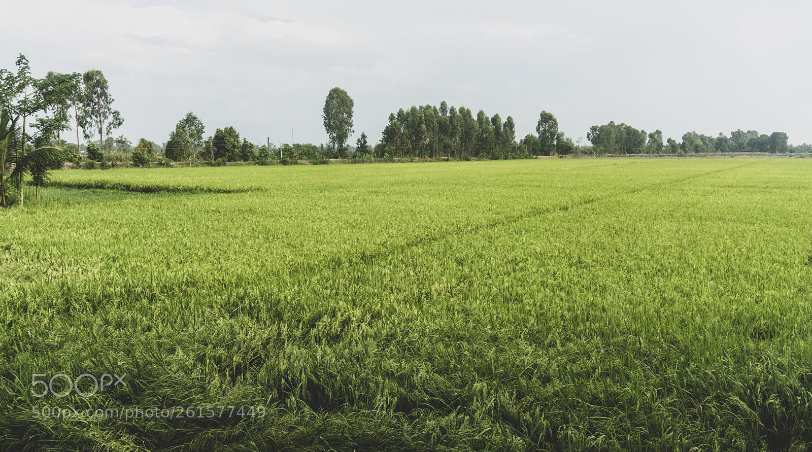 Sony a6000 sample photo. Dongthap4 photography