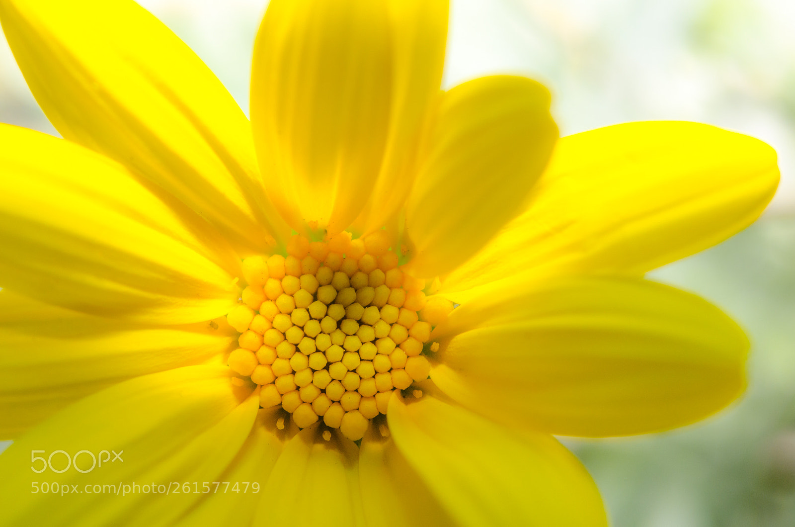 Nikon D5100 sample photo. Yellow photography