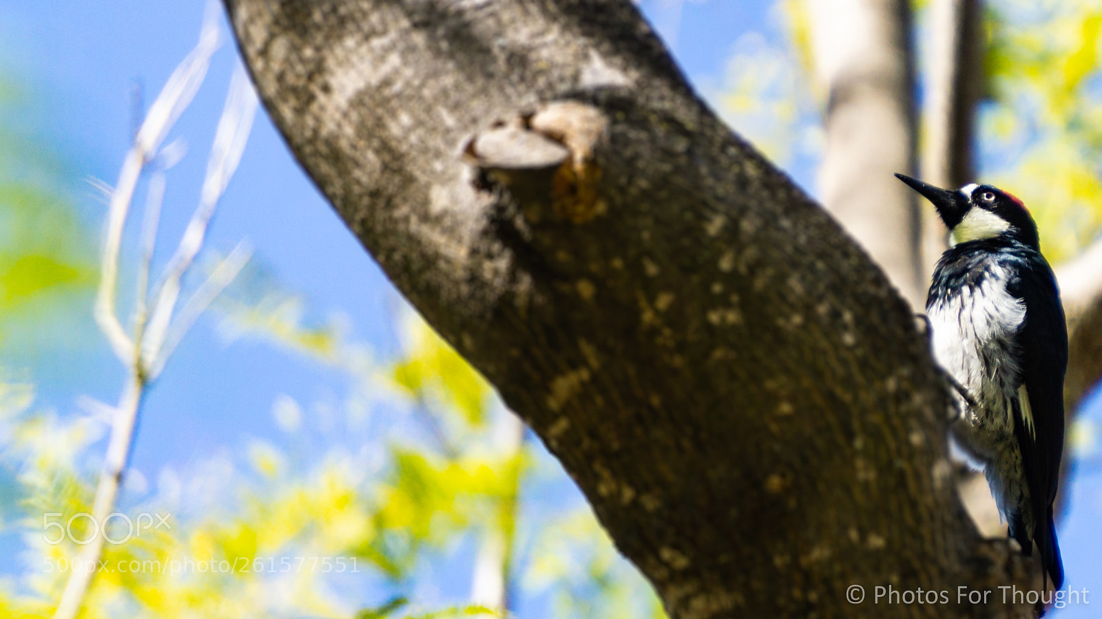 Sony a6000 sample photo. Alert! photography