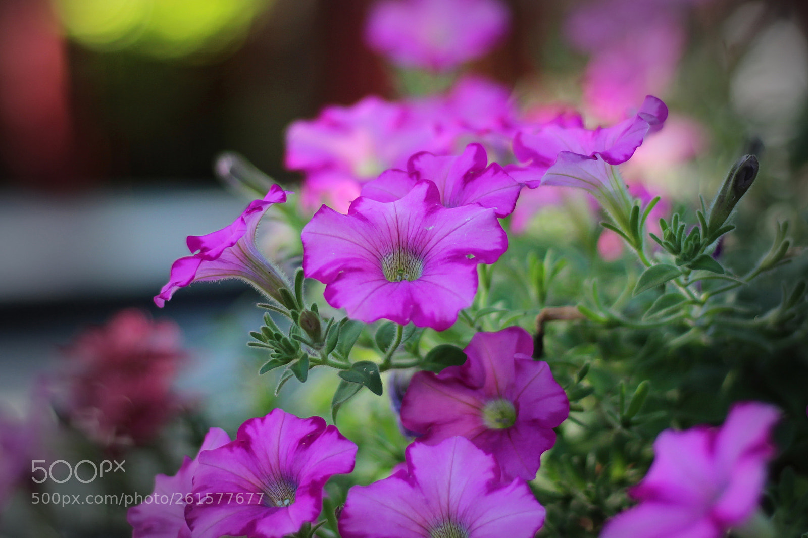 Canon EOS 700D (EOS Rebel T5i / EOS Kiss X7i) sample photo. The territory of purple photography