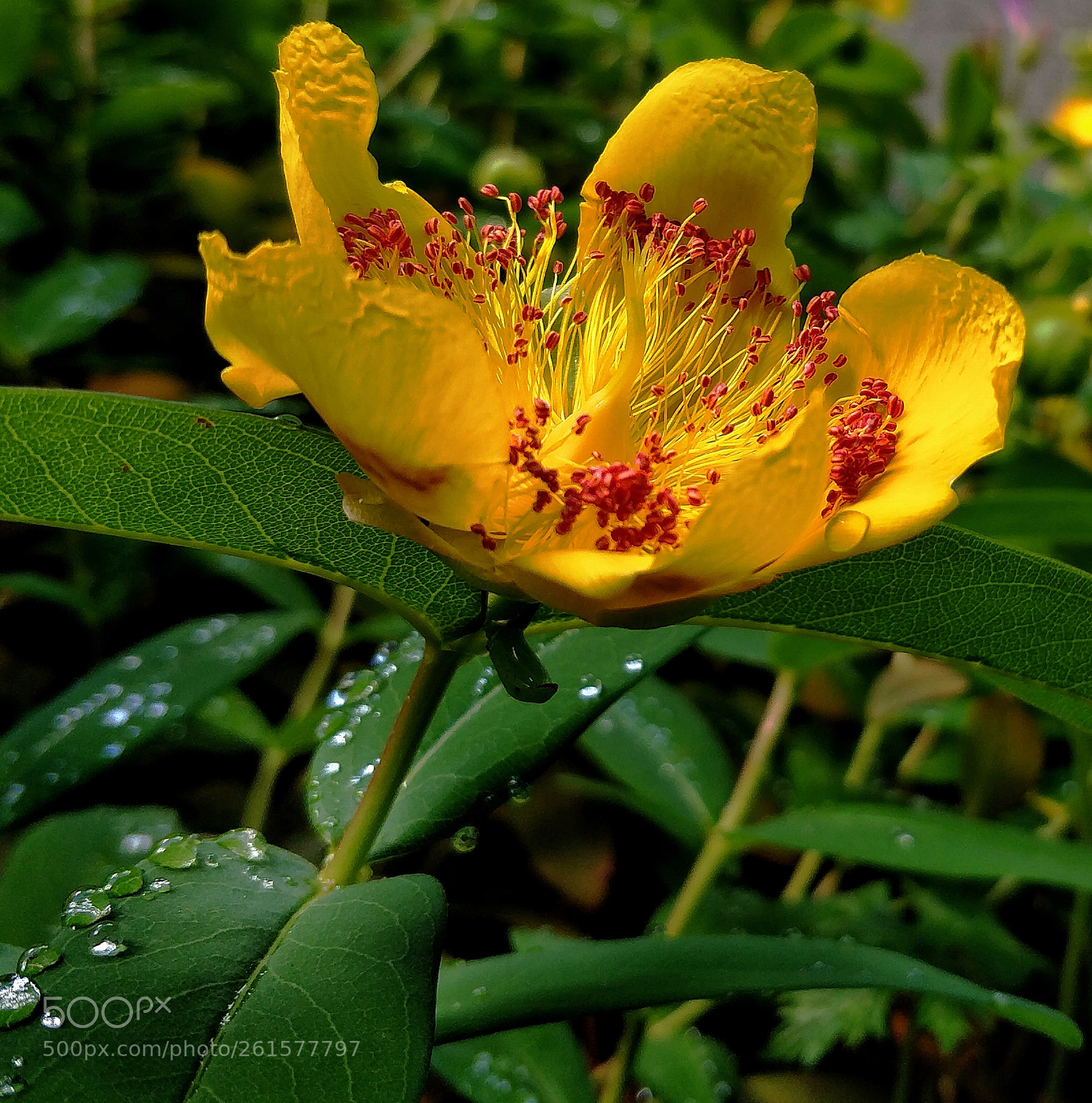 OnePlus 5 sample photo. St. john's wort photography