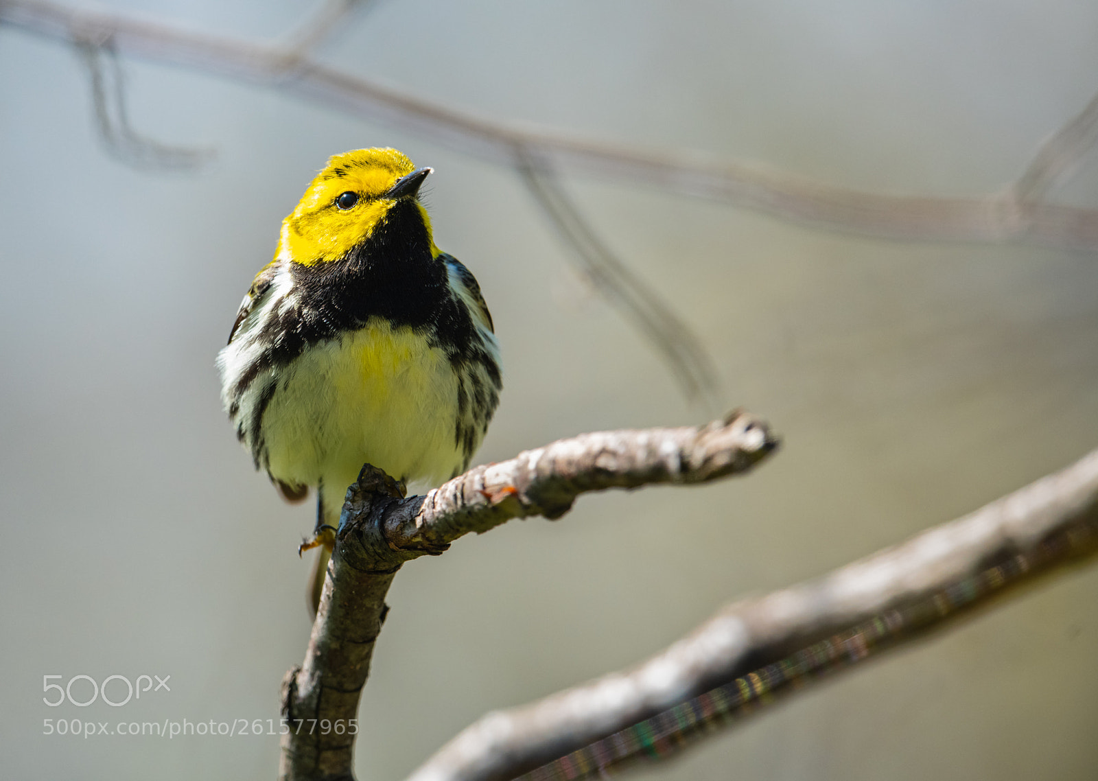 Nikon D850 sample photo. Black throated green warbler photography