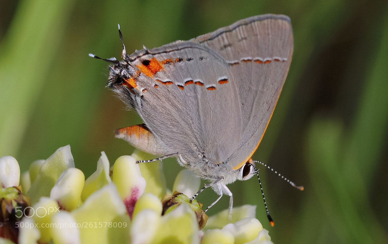 Canon EOS 5D Mark IV sample photo. Grey hairstreak photographic photography