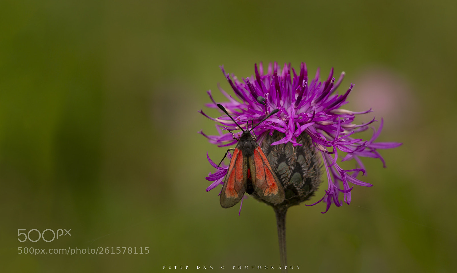 Canon EOS 6D sample photo. Transparent burnet moth  photography