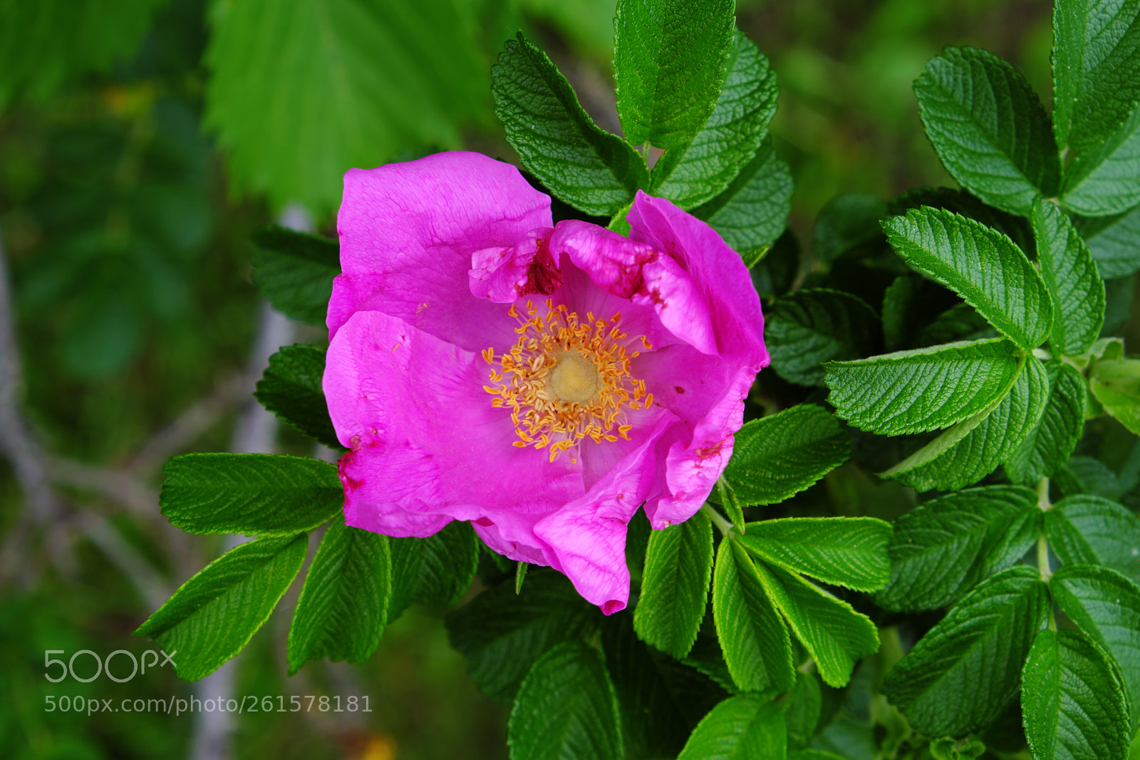 Fujifilm X-T20 sample photo. Pink flower photography