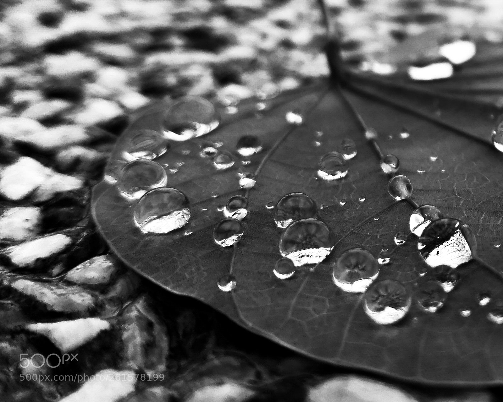 HUAWEI P8 Lite sample photo. Untitled photography