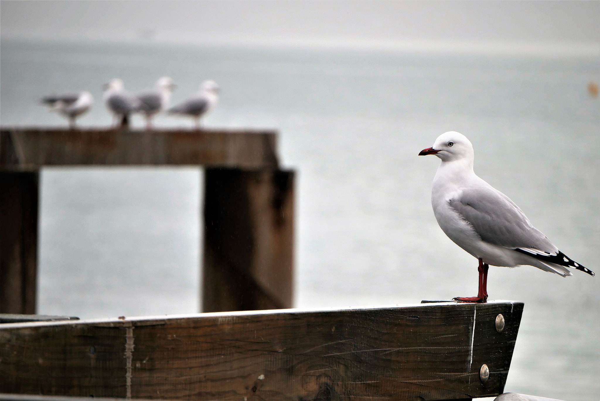 Panasonic Lumix DMC-G7 sample photo. Sitting alone photography