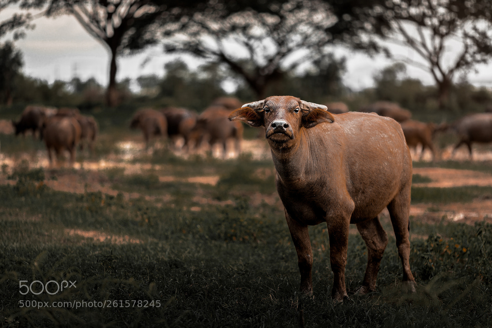 Canon EOS 6D sample photo. Cow photography