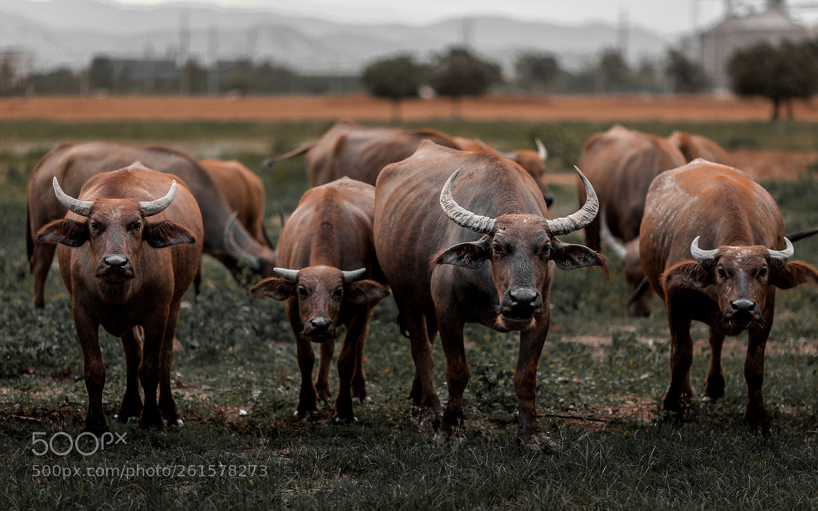 Canon EOS 6D sample photo. Cow photography