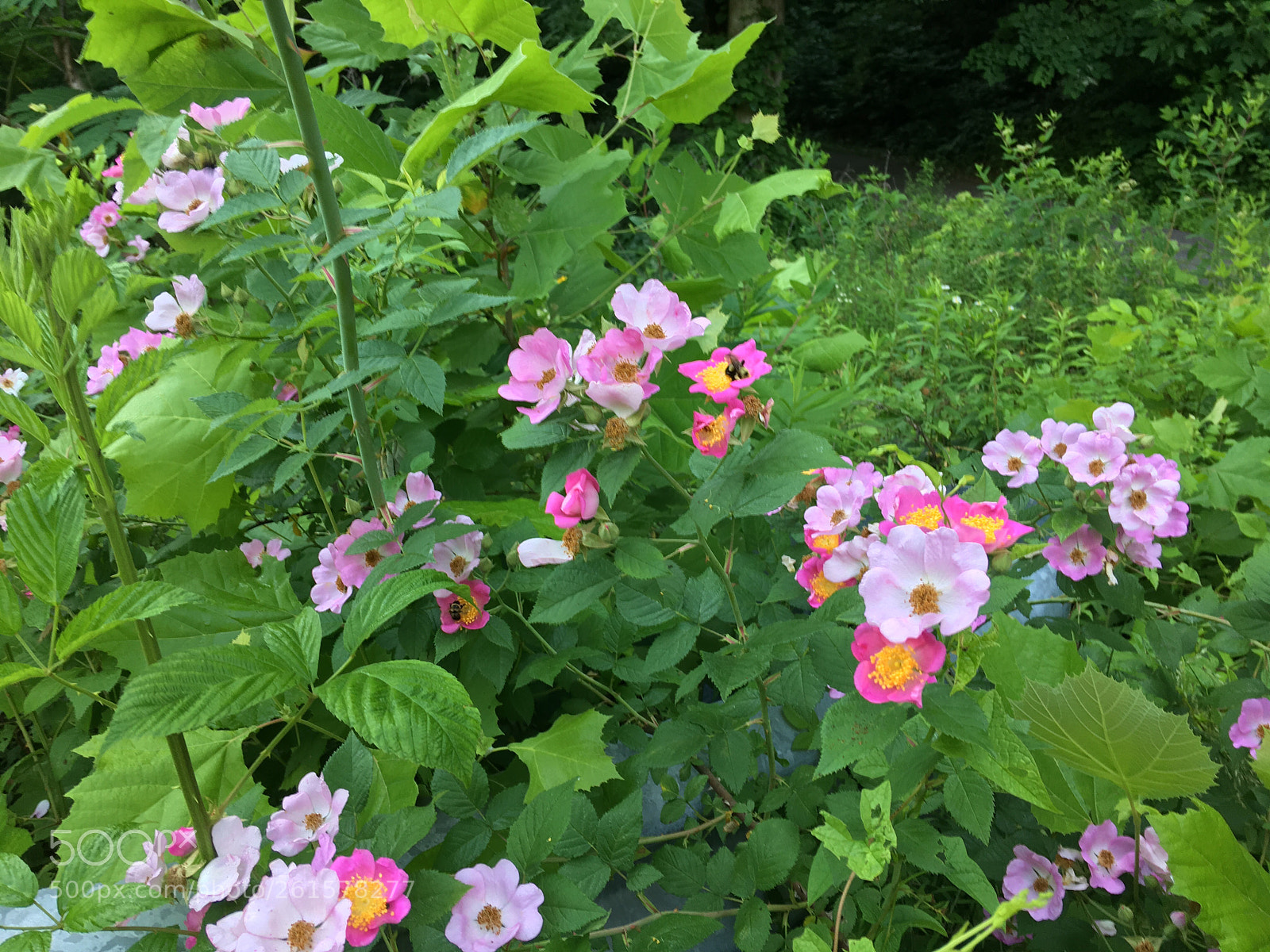 Apple iPhone 6s Plus sample photo. Alongside my driveway. photography