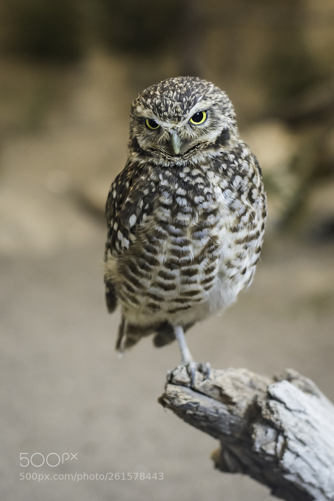 Nikon D750 sample photo. Grumpy owl photography