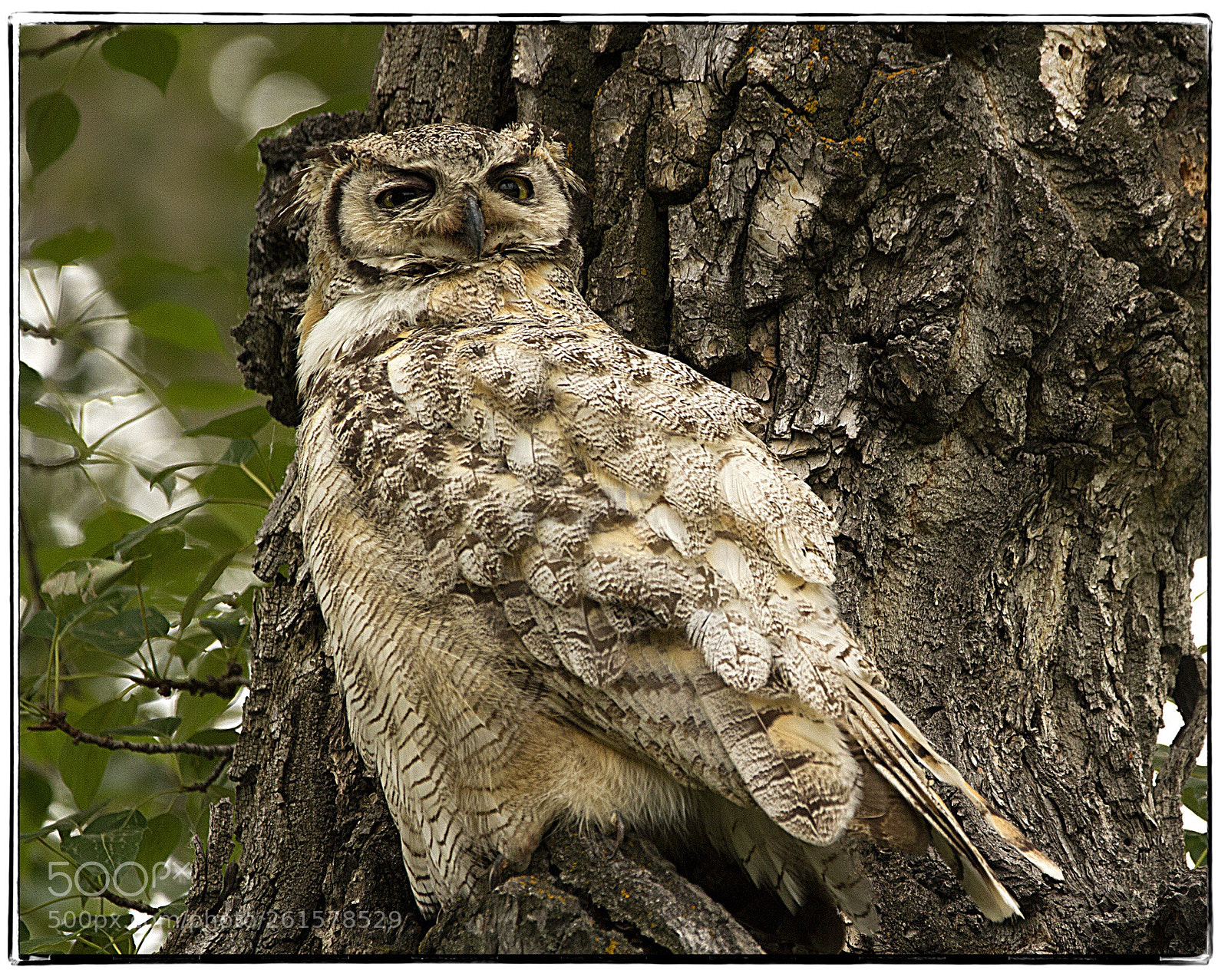 Canon EOS 7D sample photo. Drowsy great horned owl  photography