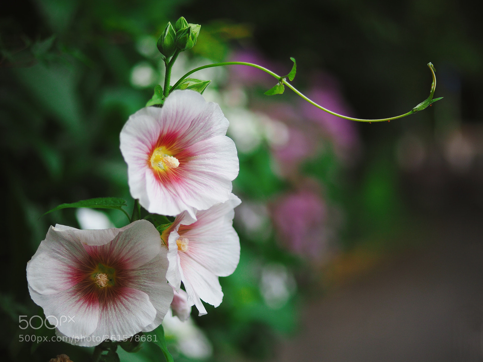 Olympus OM-D E-M10 II sample photo. Sigmoid photography
