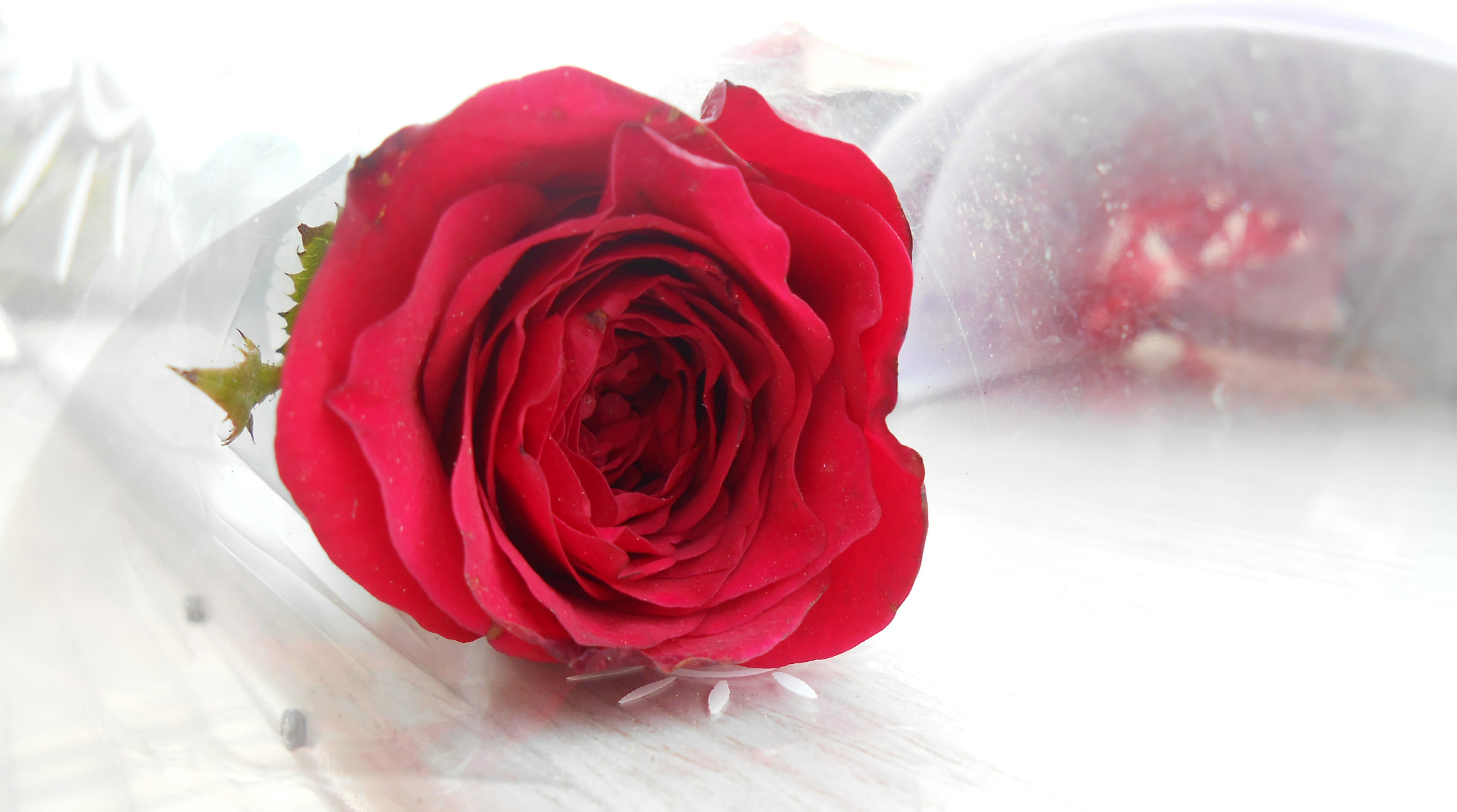 Nikon COOLPIX S2700 sample photo. Rose photography