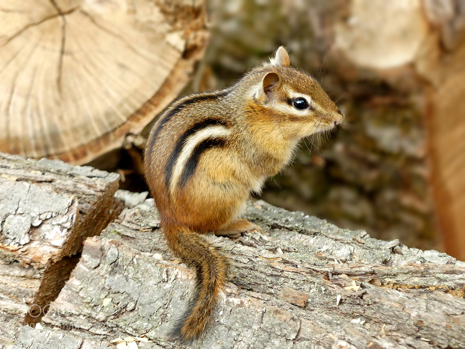 Panasonic Lumix DMC-FZ300 sample photo. Chipmunk photography