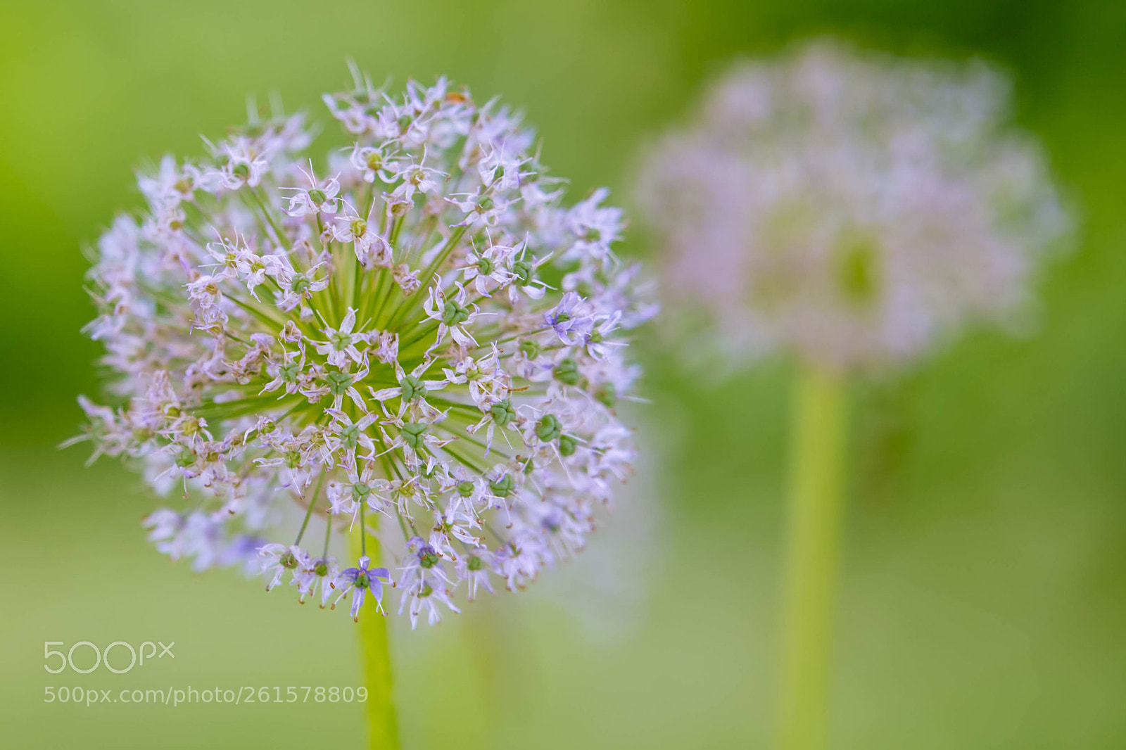 Canon EOS 6D sample photo. Flower ball photography