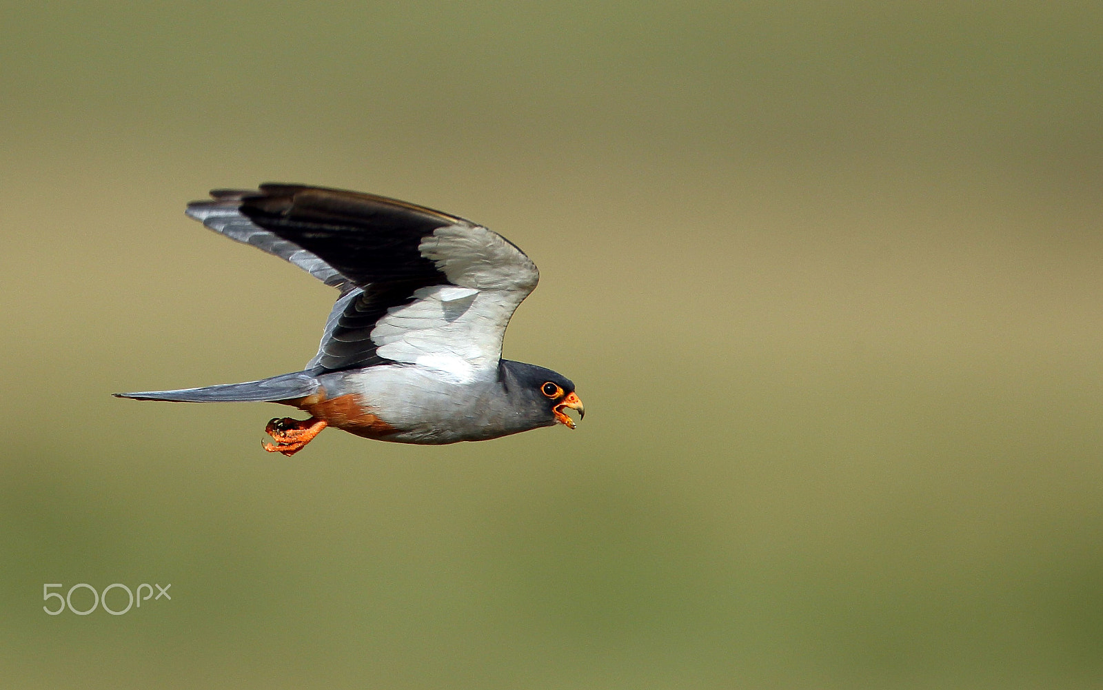 Canon EOS-1D X sample photo. Amur falcon(m) photography