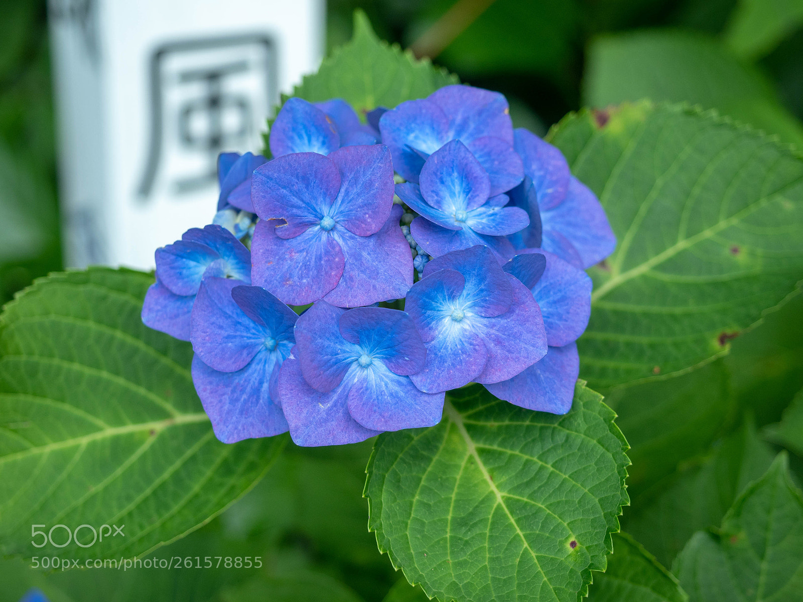 Olympus OM-D E-M5 II sample photo. Kamakura ajisai photography