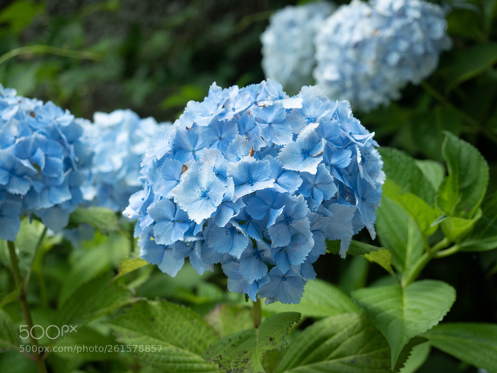Olympus OM-D E-M5 II sample photo. Kamakura ajisai photography