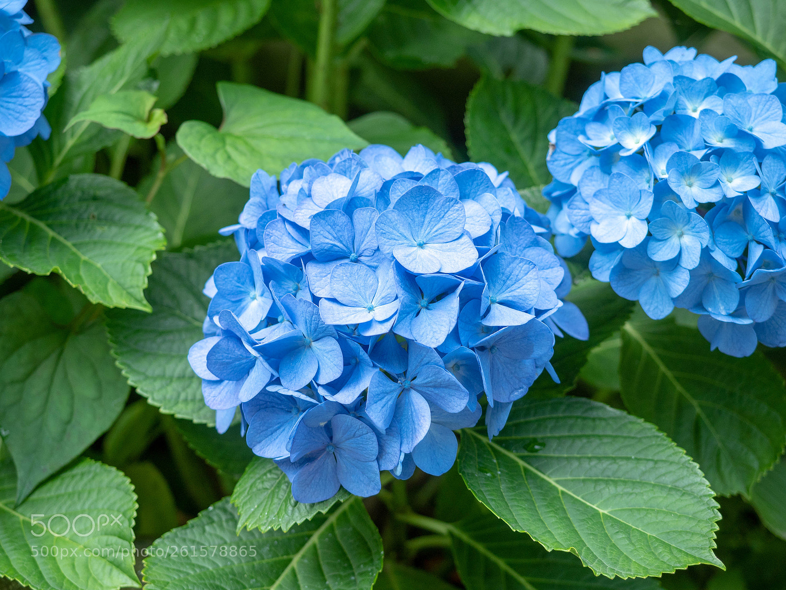 Olympus OM-D E-M5 II sample photo. Kamakura ajisai photography