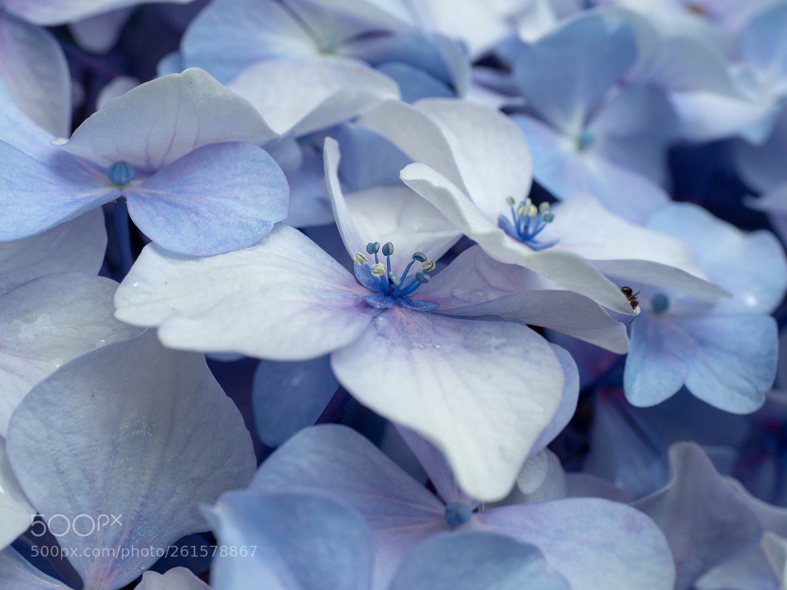 Olympus OM-D E-M5 II sample photo. Kamakura ajisai photography