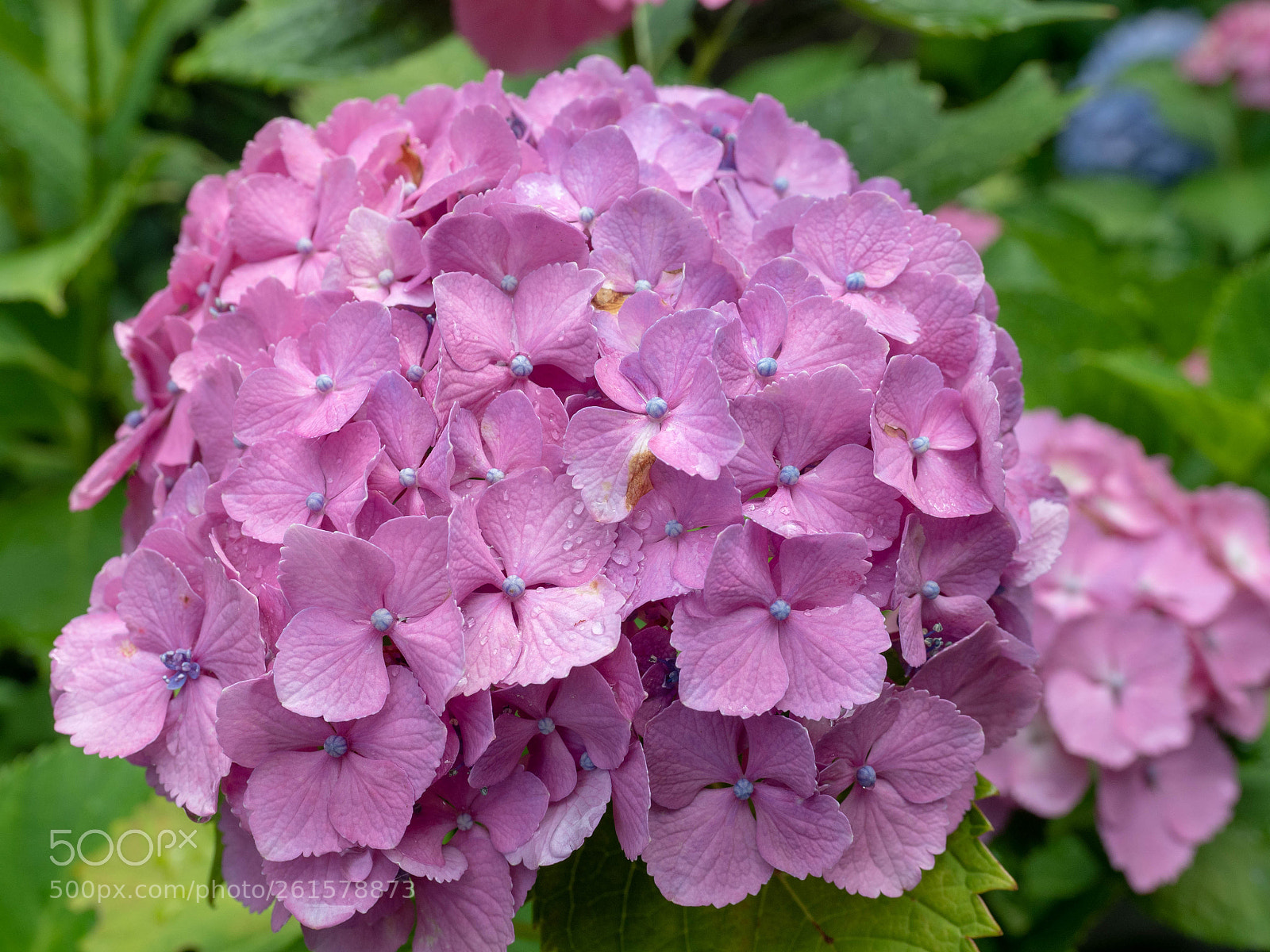 Olympus OM-D E-M5 II sample photo. Kamakura ajisai photography