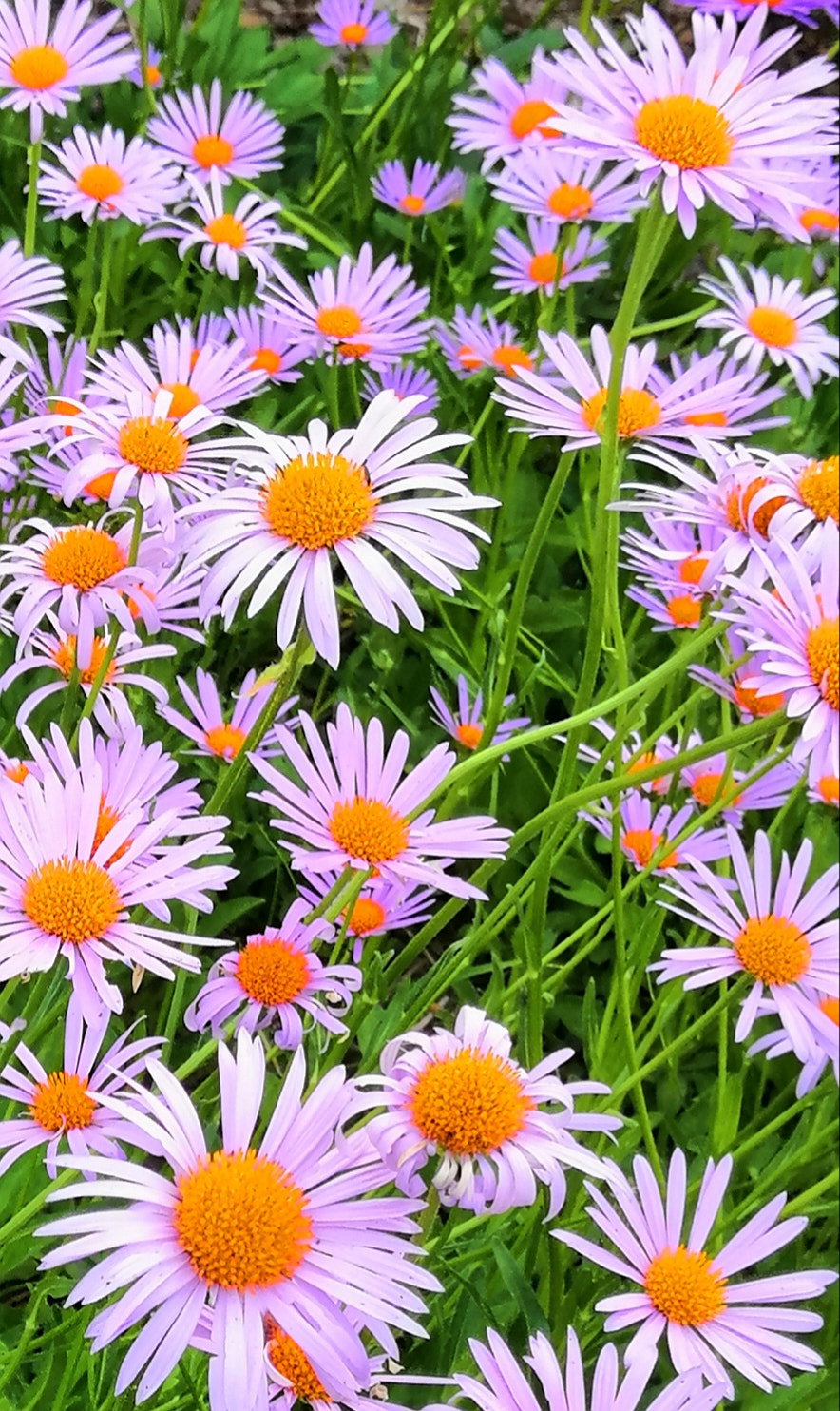 HUAWEI Honor 10 sample photo. Flower power photography