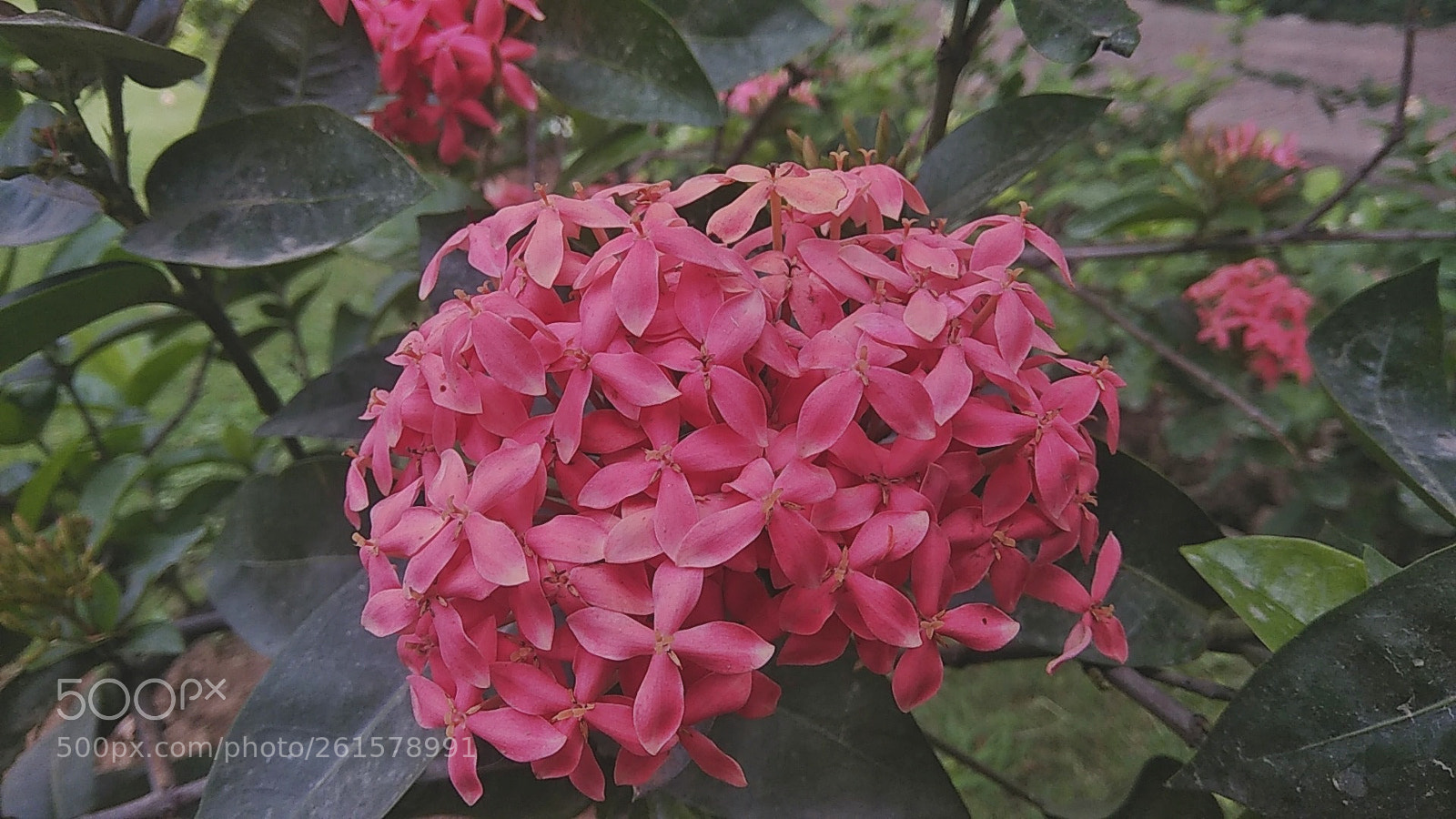 Xiaomi Redmi Note 4 sample photo. Untitled photography