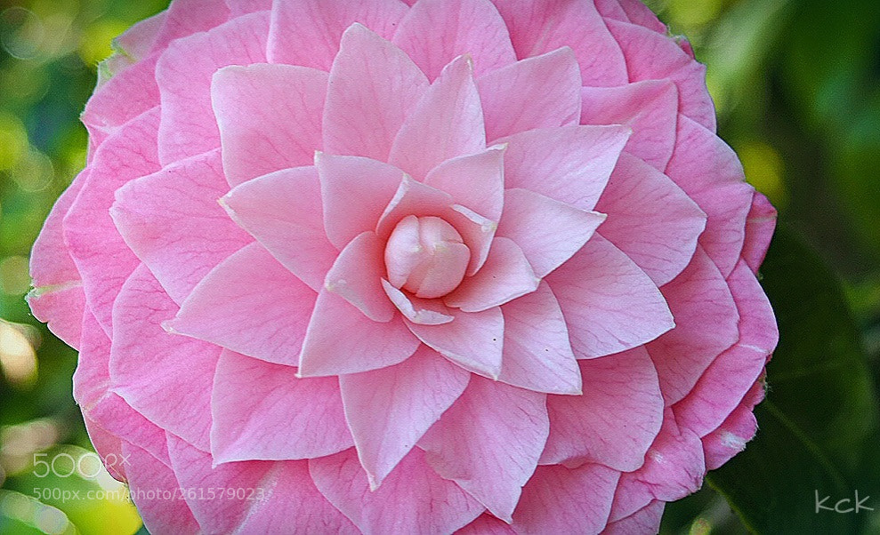 Olympus OM-D E-M10 II sample photo. Nature's patterns. photography