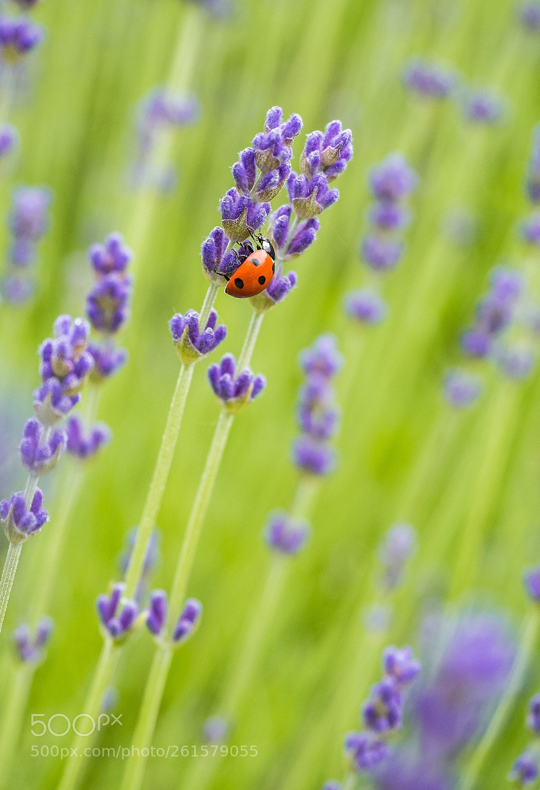 Olympus OM-D E-M5 II sample photo. Ladybug morning photography