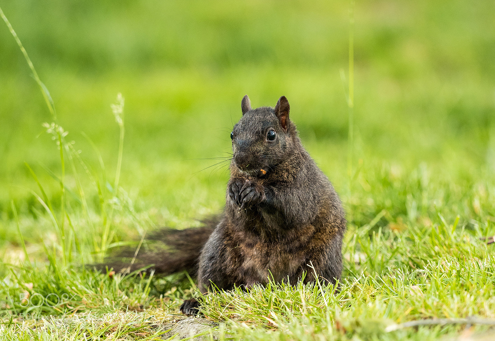 Olympus OM-D E-M5 II sample photo. Black squirrel eating on photography