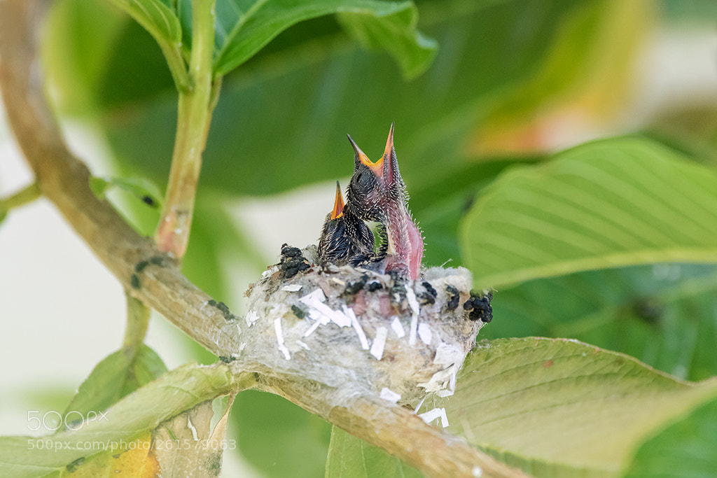 Canon EOS 7D Mark II sample photo. Hummingbird photography