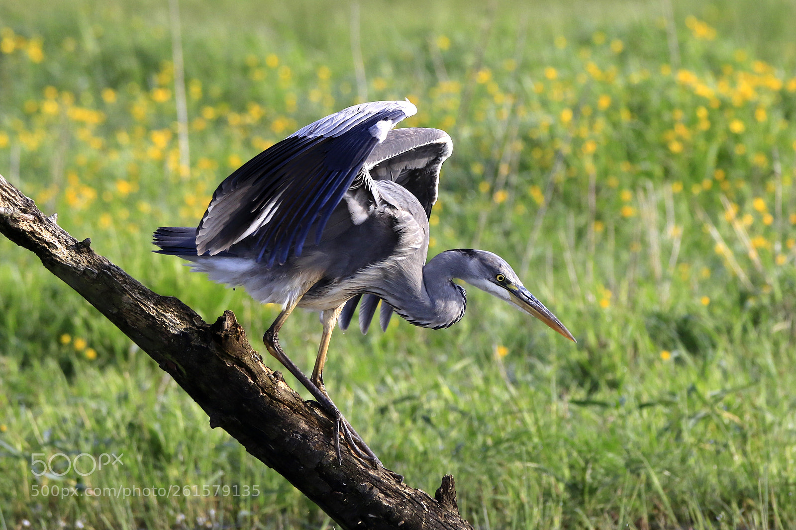 Canon EOS 7D Mark II sample photo. Graureiher photography