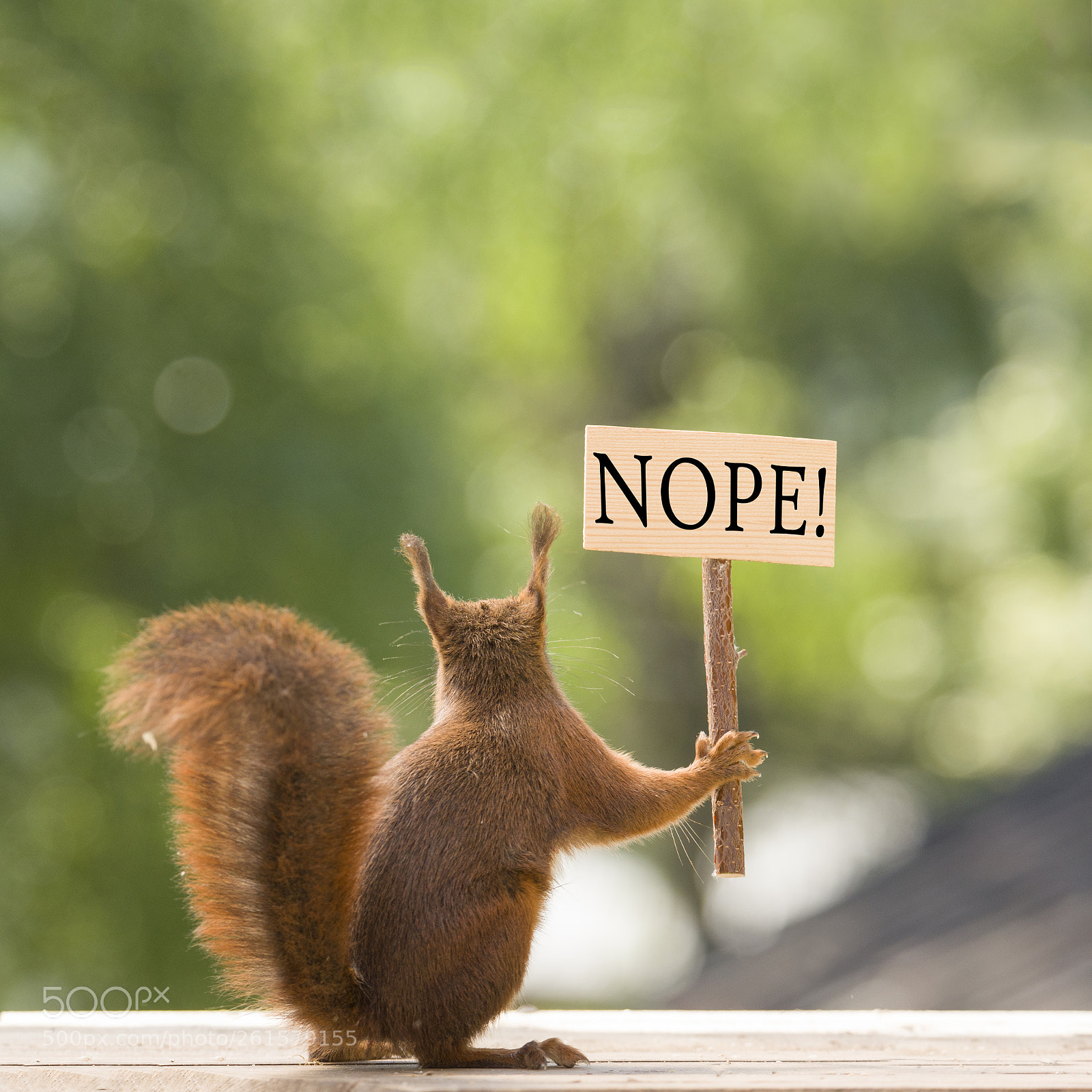 Nikon D810 sample photo. Red squirrel is holding photography