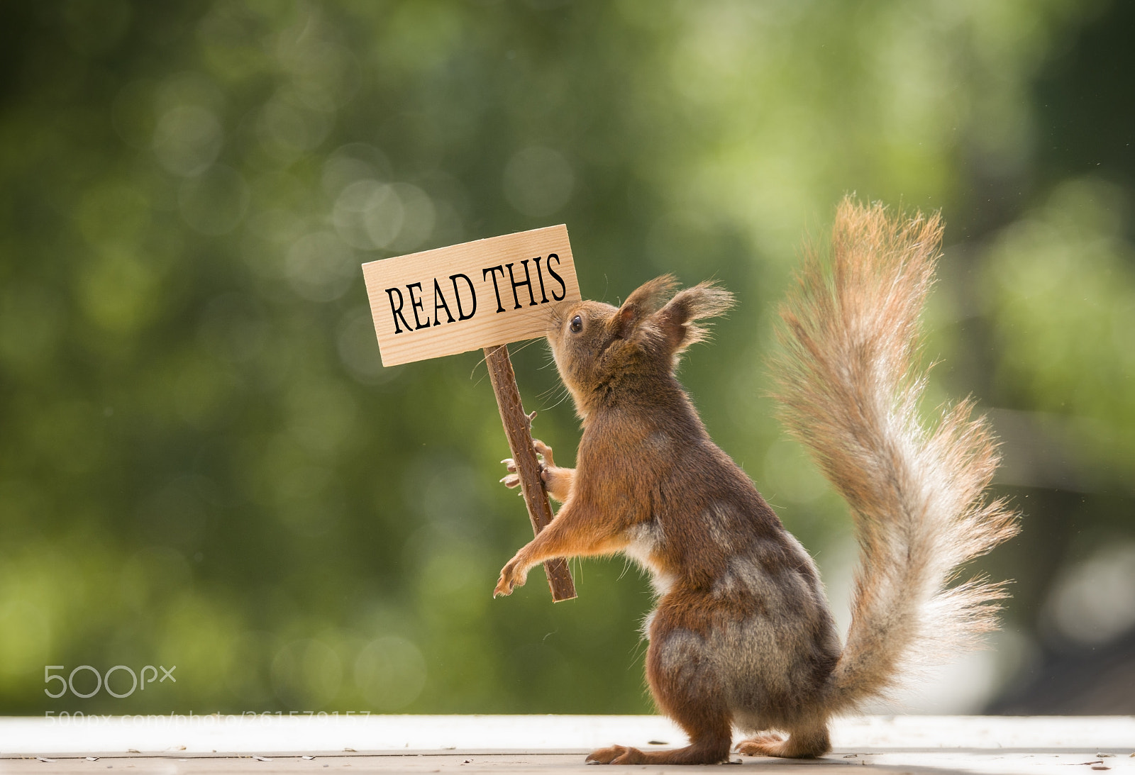 Nikon D810 sample photo. Red squirrel holding a photography