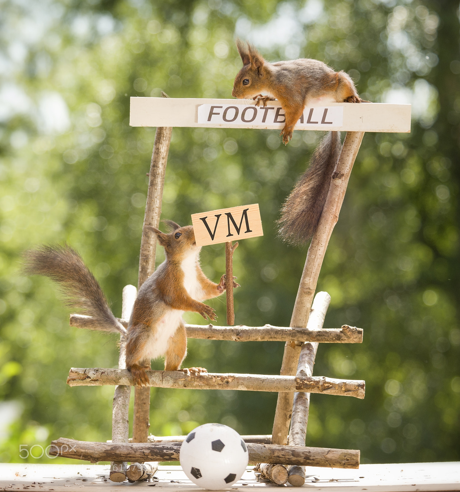 Nikon D810 sample photo. Red squirrels are holding photography