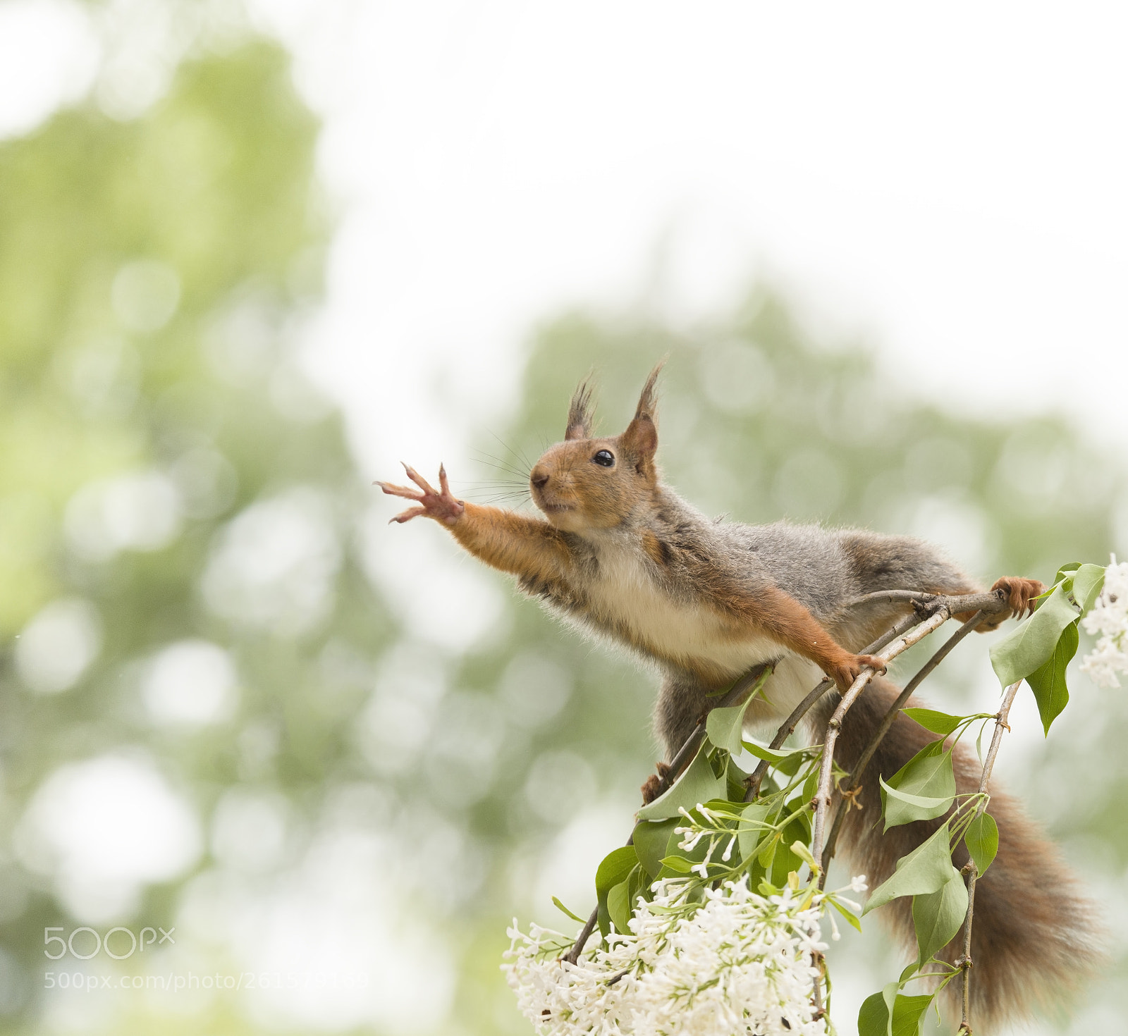 Nikon D810 sample photo. Red squirrel is reaching photography